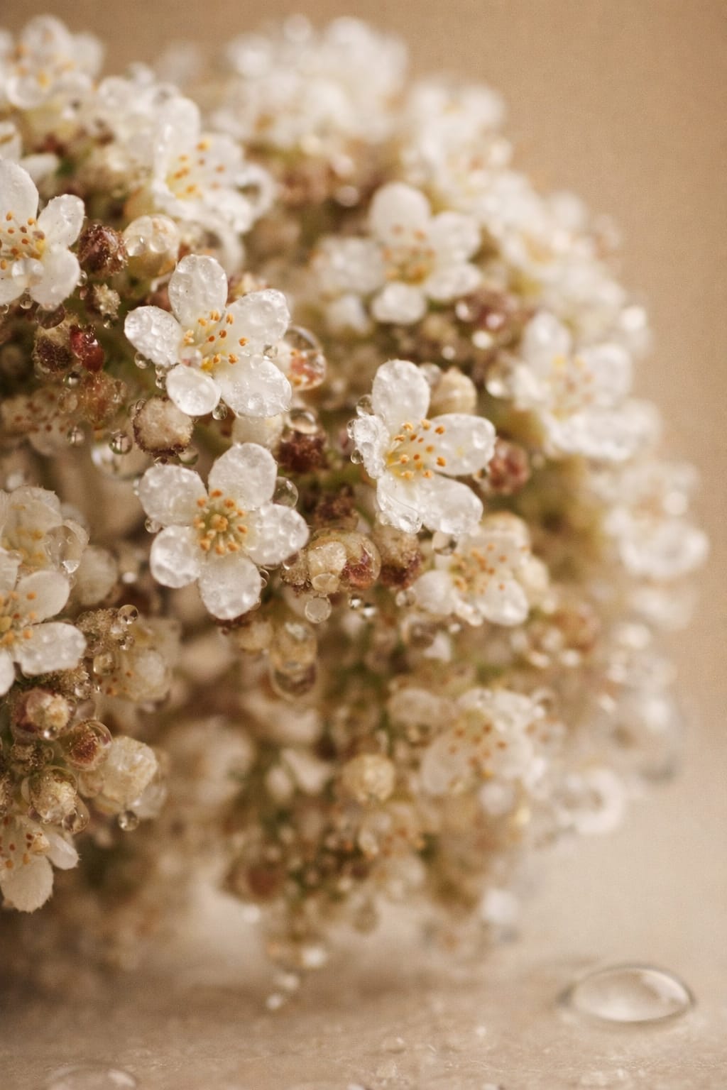 Close-up of white flowers with water droplets on a beige background
