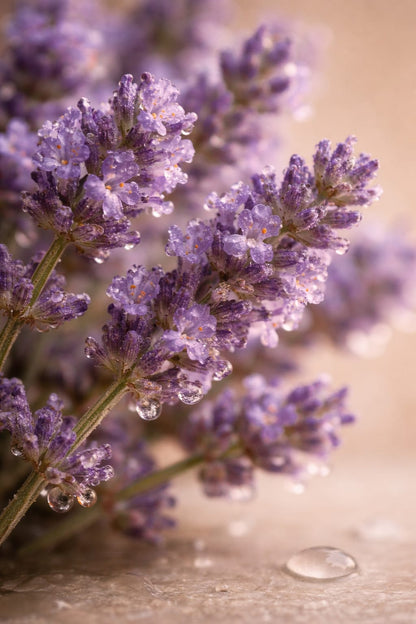 Close-up of lavender flowers with water droplets on a wooden surface